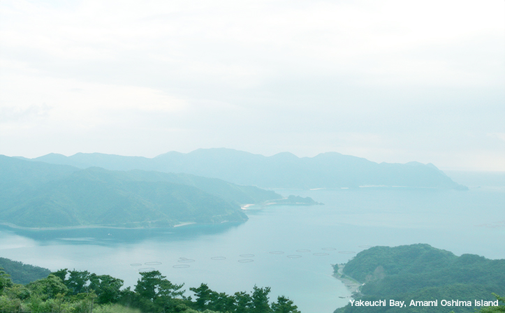 Yakeuchi Bay, Amami Oshima Island