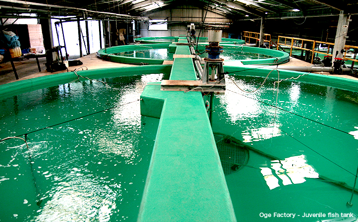 Oge Factory - Juvenile fish tank